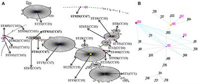 High Incidence of Pathogenic Streptococcus agalactiae ST485 Strain in Pregnant/Puerperal Women and Isolation of Hyper-Virulent Human CC67 Strain